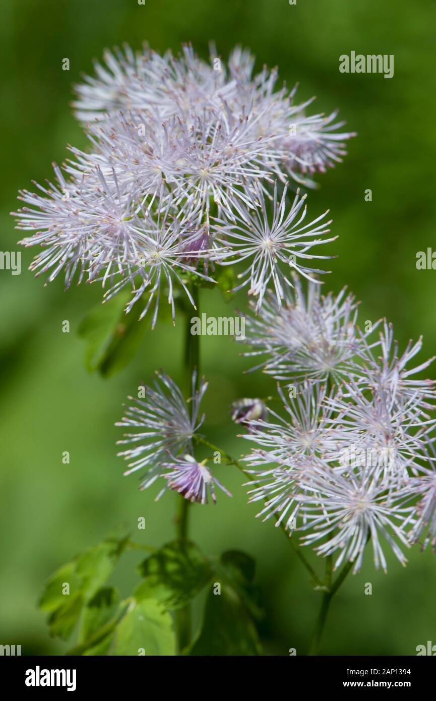 French Meadow-Rue (Thalictrum Aquilegifolium). Allemagne Banque D'Images