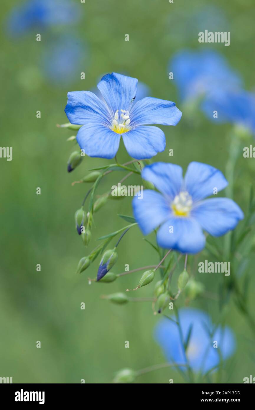 Blue Flax , Lewis Flax (Linum perenne var. Lewisii, Linum lewisii), floraison. Allemagne Banque D'Images