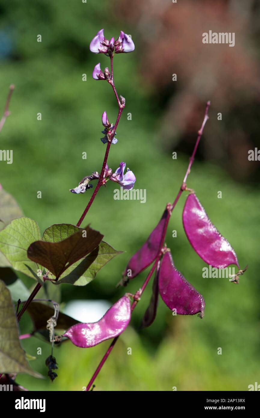 Haricot jacinthe (Lablab purpureus) avec fleurs et fruits Banque D'Images