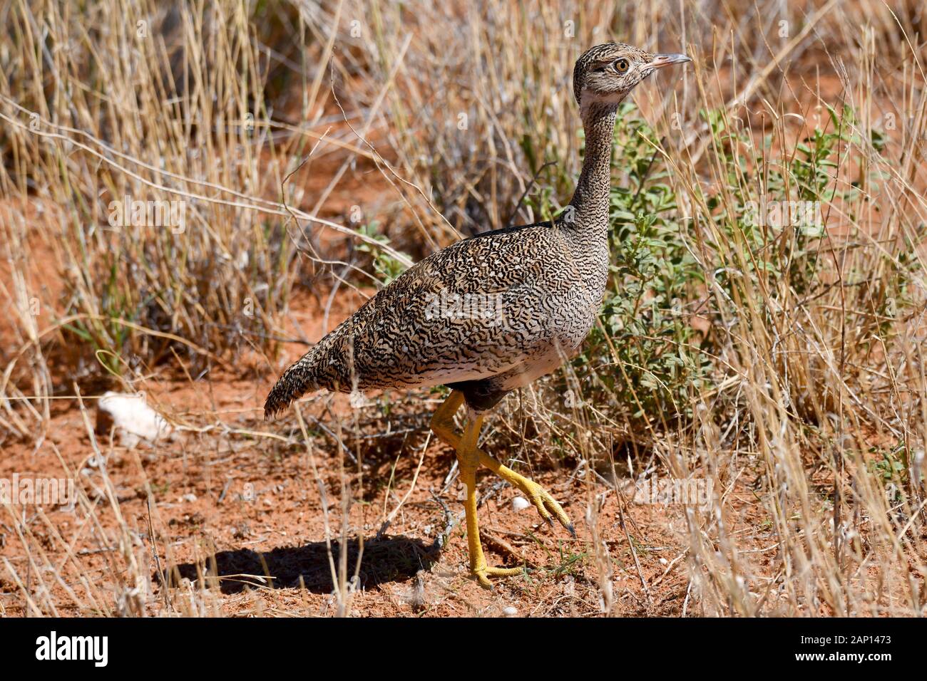 Outarde (Lophotis ruficrista rousse) dans le Parc National de Kgalagadi, prise le 24.02.2019. Cet oiseau se développe jusqu'à 50 cm de long et pèse près de 700 grammes. Le Kgalagadi Transfrontier National Park a été créé en 1999 par fusion de l'Afrique du Sud, Kalahari-Gemsbok National Park et le parc national de Gemsbok au Botswana et est une nature transfrontalière ou réserver dans le désert du Kalahari, avec une surface d'environ 38 000 kilomètres carrés. Photo : Matthias Toedt/dpa-Zentralbild/ZB/photo | Alliance mondiale d'utilisation Banque D'Images
