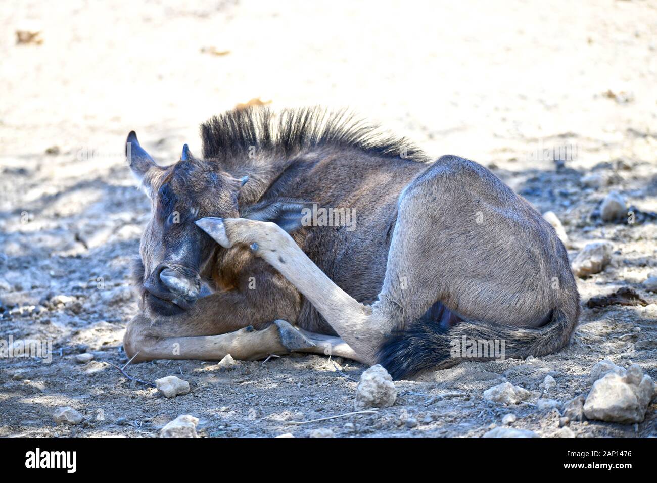 Gnukalb (Connochaetes taurinus) fais dans la journée la chaleur sur le terrain dans le Parc National de Kgalagadi et gratte la tête avec sa patte arrière, prise le 25 février 2019. Le Kgalagadi Transfrontier National Park a été créé en 1999 par fusion de l'Afrique du Sud, Kalahari-Gemsbok National Park et le parc national de Gemsbok au Botswana et est une nature transfrontalière ou réserver dans le désert du Kalahari, avec une surface d'environ 38 000 kilomètres carrés. Le parc est surtout connu pour ses lions, qui peuvent souvent être trouvés là, mais aussi pour de nombreux autres animaux sauvages qui vivent ici. Pho Banque D'Images