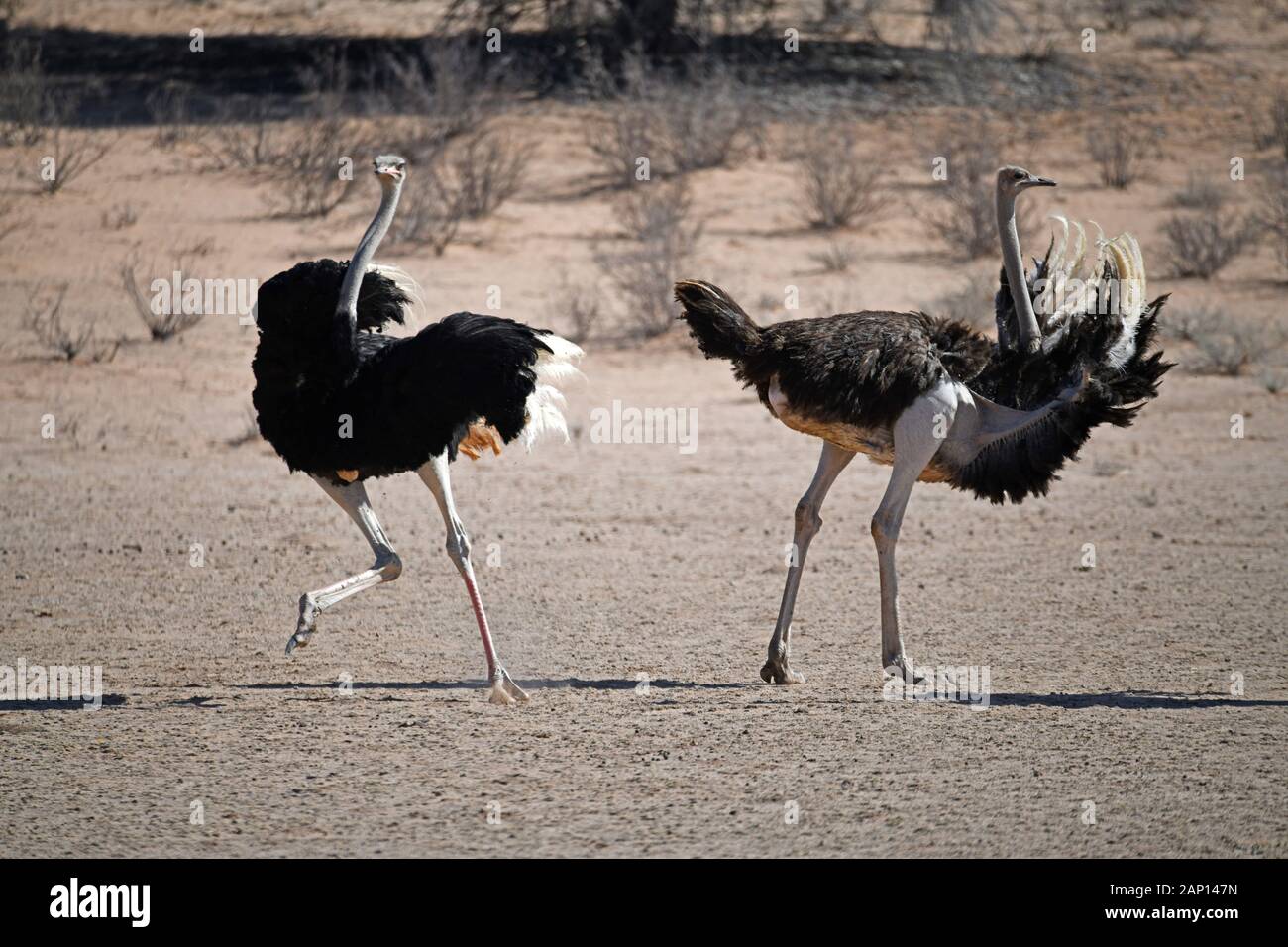 Autruche d'Afrique du sud de la paire (Struthio camelus australis) dans la cour, enregistré le 24 février 2019 dans le Parc National de Kgalagadi. L'autruche africaine est l'un des plus grands oiseaux vivant à l'échelle mondiale, le Kgalagadi Transfrontier National Park a été créé en 1999 par fusion de l'Afrique du Sud, Kalahari-Gemsbok National Park et le parc national de Gemsbok au Botswana et est une nature transfrontalière ou réserver dans le désert du Kalahari, avec une surface d'environ 38 000 kilomètres carrés. Le parc est surtout connu pour ses lions, qui peuvent souvent être trouvés là, mais aussi pour de nombreux autres wil Banque D'Images