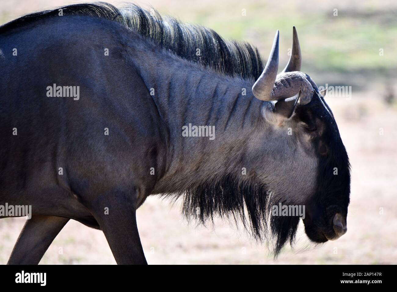 Le pâturage le gnou (Connochaetes taurinus) dans le Parc National de Kgalagadi, prise le 24.02.2019. Le Kgalagadi Transfrontier National Park a été créé en 1999 par fusion de l'Afrique du Sud, Kalahari-Gemsbok National Park et le parc national de Gemsbok au Botswana et est une nature transfrontalière ou réserver dans le désert du Kalahari, avec une surface d'environ 38 000 kilomètres carrés. Le parc est surtout connu pour ses lions, qui peuvent souvent être trouvés là, mais aussi pour de nombreux autres animaux sauvages qui vivent ici. Photo : Matthias Toedt/dpa-Zentralbild/ZB/photo | Alliance mondiale d'utilisation Banque D'Images