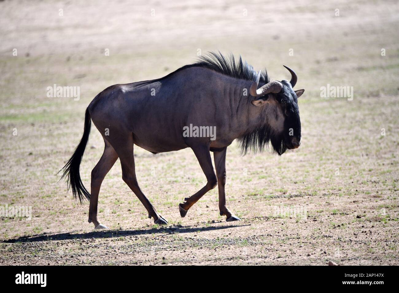 Le pâturage le gnou (Connochaetes taurinus) dans le Parc National de Kgalagadi, prise le 24.02.2019. Le Kgalagadi Transfrontier National Park a été créé en 1999 par fusion de l'Afrique du Sud, Kalahari-Gemsbok National Park et le parc national de Gemsbok au Botswana et est une nature transfrontalière ou réserver dans le désert du Kalahari, avec une surface d'environ 38 000 kilomètres carrés. Le parc est surtout connu pour ses lions, qui peuvent souvent être trouvés là, mais aussi pour de nombreux autres animaux sauvages qui vivent ici. Photo : Matthias Toedt/dpa-Zentralbild/ZB/photo | Alliance mondiale d'utilisation Banque D'Images