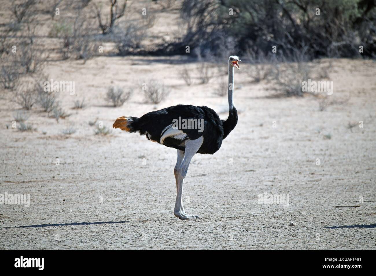 Autruche d'Afrique du Sud (Struthio camelus australis), prise le 24 février 2019 dans le Parc National de Kgalagadi. Cette espèce d'oiseau est l'un des plus gros oiseaux du monde entier. Le Kgalagadi Transfrontier National Park a été créé en 1999 par fusion de l'Afrique du Sud, Kalahari-Gemsbok National Park et le parc national de Gemsbok au Botswana et est une nature transfrontalière ou réserver dans le désert du Kalahari, avec une surface d'environ 38 000 kilomètres carrés. Le parc est surtout connu pour ses lions, qui peuvent souvent être trouvés là, mais aussi pour de nombreux autres animaux sauvages qui vivent ici. Photo : Banque D'Images