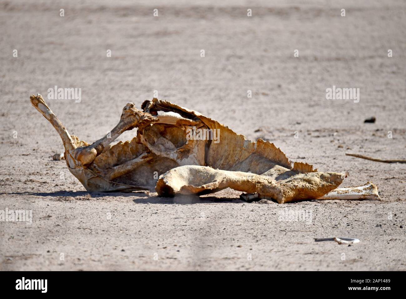 Carcasse séchée d'une antilope fissuré, prises le 24 février 2019. Le Kgalagadi Transfrontier National Park a été créé en 1999 par fusion de l'Afrique du Sud, Kalahari-Gemsbok National Park et le parc national de Gemsbok au Botswana et est une nature transfrontalière ou réserver dans le désert du Kalahari, avec une surface d'environ 38 000 kilomètres carrés. Le parc est surtout connu pour ses lions, qui peuvent souvent être trouvés là, mais aussi pour de nombreux autres animaux sauvages qui vivent ici. Photo : Matthias Toedt/dpa-Zentralbild/ZB/photo | Alliance mondiale d'utilisation Banque D'Images