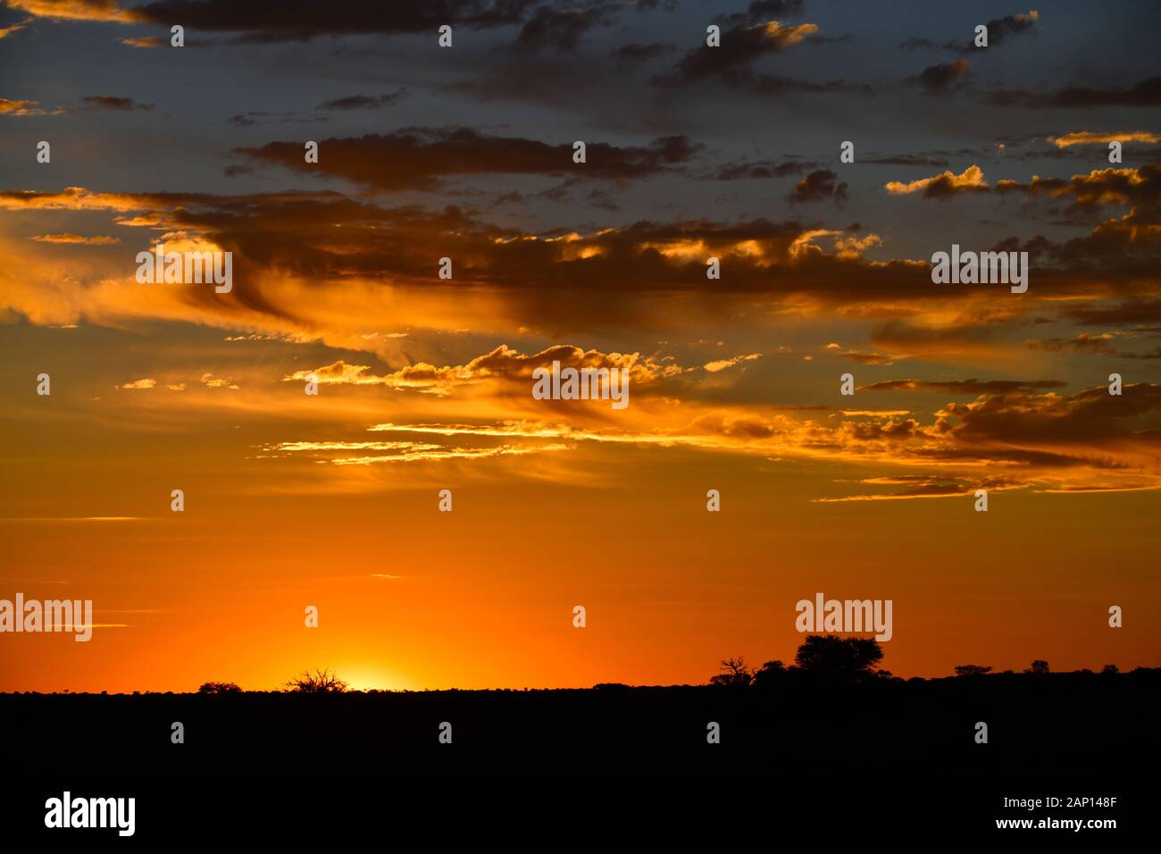 Coucher du soleil ambiance dans le Parc National de Kgalagadi, prises sur 02,24.2019. Ce parc national a été créé en 1999 par fusion de l'Afrique du Sud, Kalahari-Gemsbok National Park et le parc national de Gemsbok au Botswana et est une nature transfrontalière ou réserver dans le désert du Kalahari, avec une surface d'environ 38 000 kilomètres carrés. Photo : Matthias Toedt/dpa-Zentralbild/ZB/photo | Alliance mondiale d'utilisation Banque D'Images