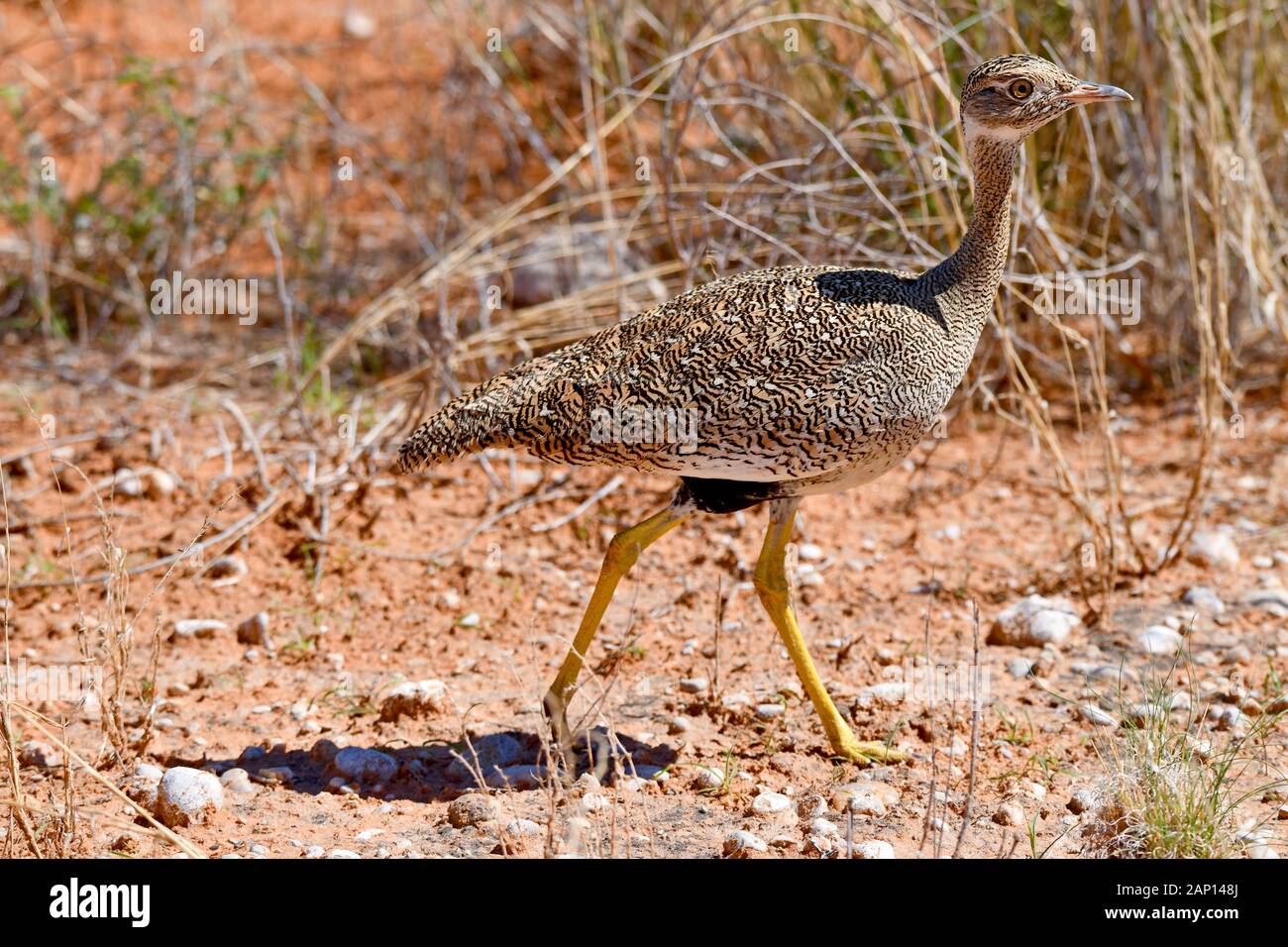 Outarde (Lophotis ruficrista rousse) dans le Parc National de Kgalagadi, prise le 24.02.2019. Cet oiseau se développe jusqu'à 50 cm de long et pèse près de 700 grammes. Le Kgalagadi Transfrontier National Park a été créé en 1999 par fusion de l'Afrique du Sud, Kalahari-Gemsbok National Park et le parc national de Gemsbok au Botswana et est une nature transfrontalière ou réserver dans le désert du Kalahari, avec une surface d'environ 38 000 kilomètres carrés. Photo : Matthias Toedt/dpa-Zentralbild/ZB/photo | Alliance mondiale d'utilisation Banque D'Images