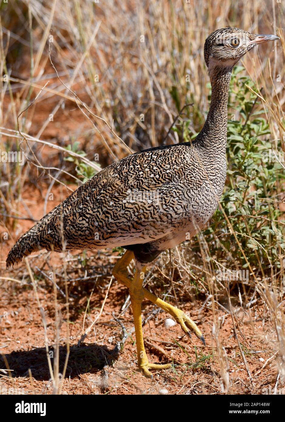 Outarde (Lophotis ruficrista rousse) dans le Parc National de Kgalagadi, prise le 24.02.2019. Cet oiseau se développe jusqu'à 50 cm de long et pèse près de 700 grammes. Le Kgalagadi Transfrontier National Park a été créé en 1999 par fusion de l'Afrique du Sud, Kalahari-Gemsbok National Park et le parc national de Gemsbok au Botswana et est une nature transfrontalière ou réserver dans le désert du Kalahari, avec une surface d'environ 38 000 kilomètres carrés. Photo : Matthias Toedt/dpa-Zentralbild/ZB/photo | Alliance mondiale d'utilisation Banque D'Images
