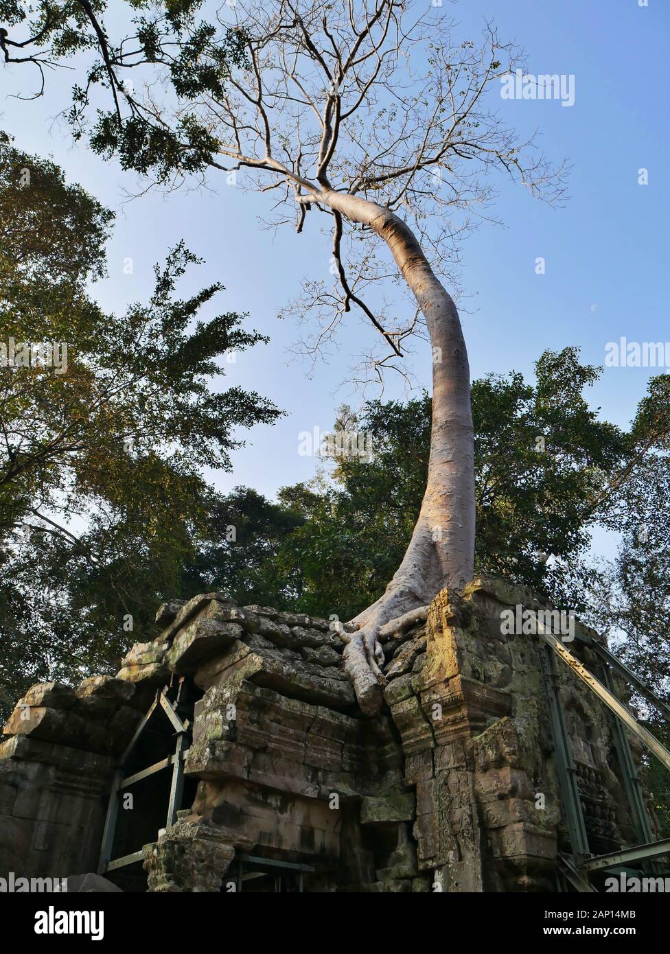 Un arbre est en croissance sur un temple d'Angkor Thom, à Siem Reap Banque D'Images