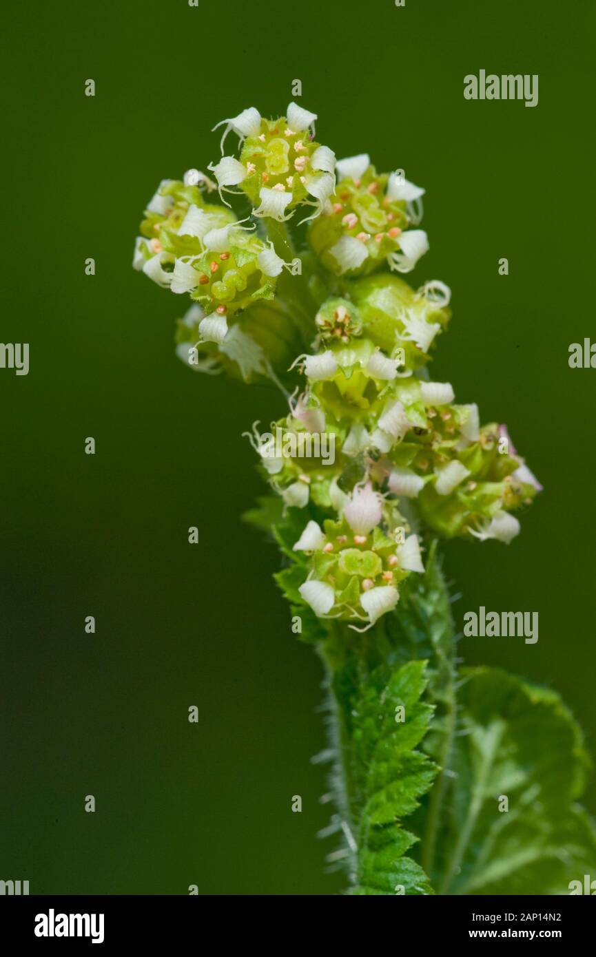 Coupe à franges (Tellima grandiflora), tige à fleurs. Allemagne Banque D'Images