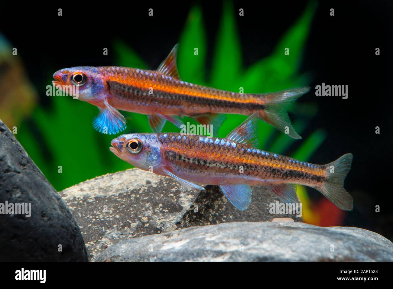 Rainbow Shiner (Notropis Crosomus). Deux poissons dans un aquarium Banque D'Images