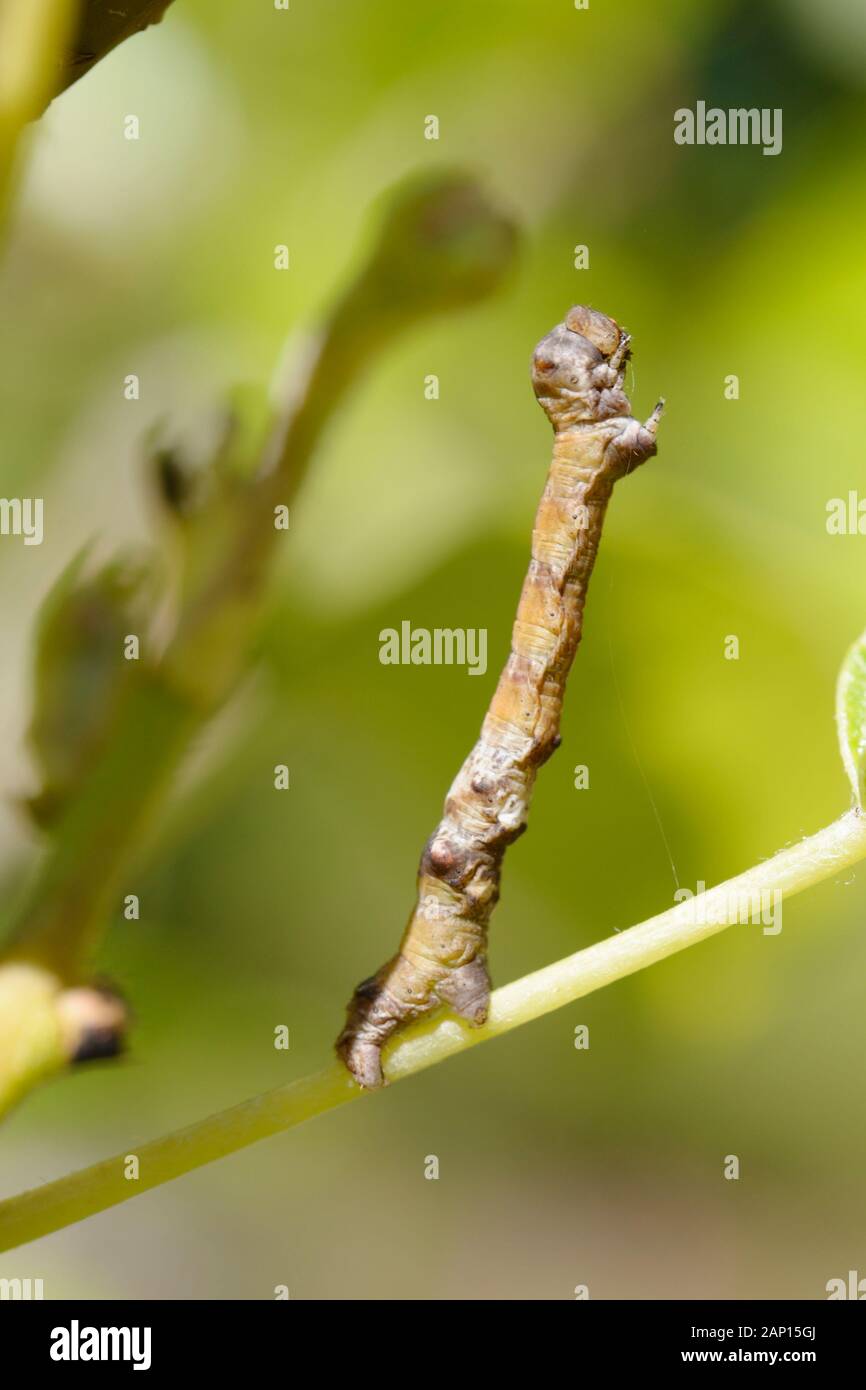 Espèce d'camoflauged caterpillar pour ressembler à une brindille, Pays de Galles, Royaume-Uni Banque D'Images