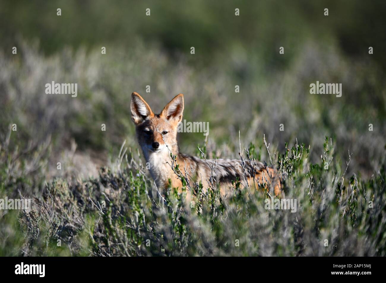Un chacal (Canis mesomelas) regarde le photographe d'un Gebueschfeld flaugh, prise le 25.02.2019. Le Kgalagadi Transfrontier National Park a été créé en 1999 par fusion de l'Afrique du Sud, Kalahari-Gemsbok National Park et le parc national de Gemsbok au Botswana et est une nature transfrontalière ou réserver dans le désert du Kalahari, avec une surface d'environ 38 000 kilomètres carrés. Le parc est surtout connu pour ses lions, qui peuvent souvent être trouvés là, mais aussi pour de nombreux autres animaux sauvages qui vivent ici. Photo : Matthias Toedt / dpa-Zentralbild / ZB / Photo Alliance | utilisée dans le monde entier Banque D'Images