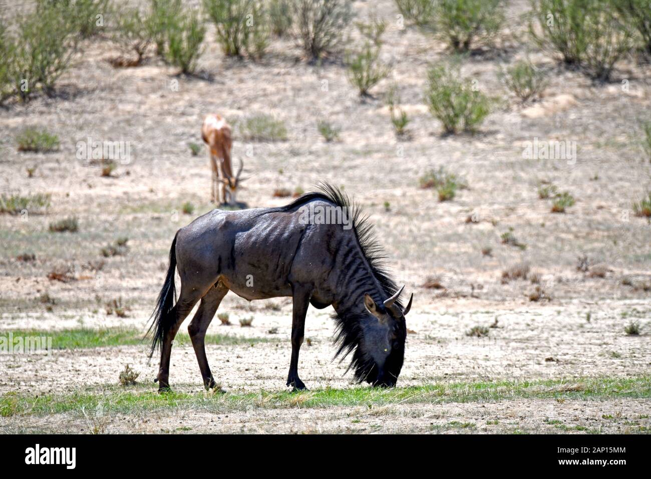 Le pâturage le gnou (Connochaetes taurinus) dans le Parc National de Kgalagadi, prise le 25.02.2019. Le Kgalagadi Transfrontier National Park a été créé en 1999 par fusion de l'Afrique du Sud, Kalahari-Gemsbok National Park et le parc national de Gemsbok au Botswana et est une nature transfrontalière ou réserver dans le désert du Kalahari, avec une surface d'environ 38 000 kilomètres carrés. Le parc est surtout connu pour ses lions, qui peuvent souvent être trouvés là, mais aussi pour de nombreux autres animaux sauvages qui vivent ici. Photo : Matthias Toedt / dpa-Zentralbild / ZB / Photo Alliance | utilisée dans le monde entier Banque D'Images