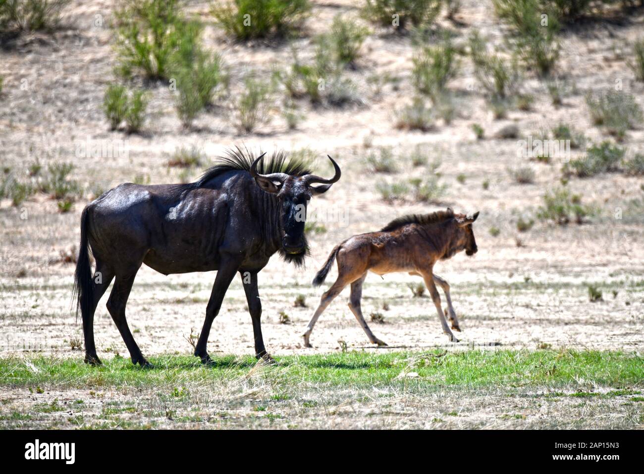 Gnukuh sauvages (Connochaetes taurinus) avec son petit dans le Parc National de Kgalagadi, prise le 25 février 2019. Le Kgalagadi Transfrontier National Park a été créé en 1999 par fusion de l'Afrique du Sud, Kalahari-Gemsbok National Park et le parc national de Gemsbok au Botswana et est une nature transfrontalière ou réserver dans le désert du Kalahari, avec une surface d'environ 38 000 kilomètres carrés. Le parc est surtout connu pour ses lions, qui peuvent souvent être trouvés là, mais aussi pour de nombreux autres animaux sauvages qui vivent ici. Photo : Matthias Toedt / dpa-Zentralbild / ZB / photo tous les Banque D'Images