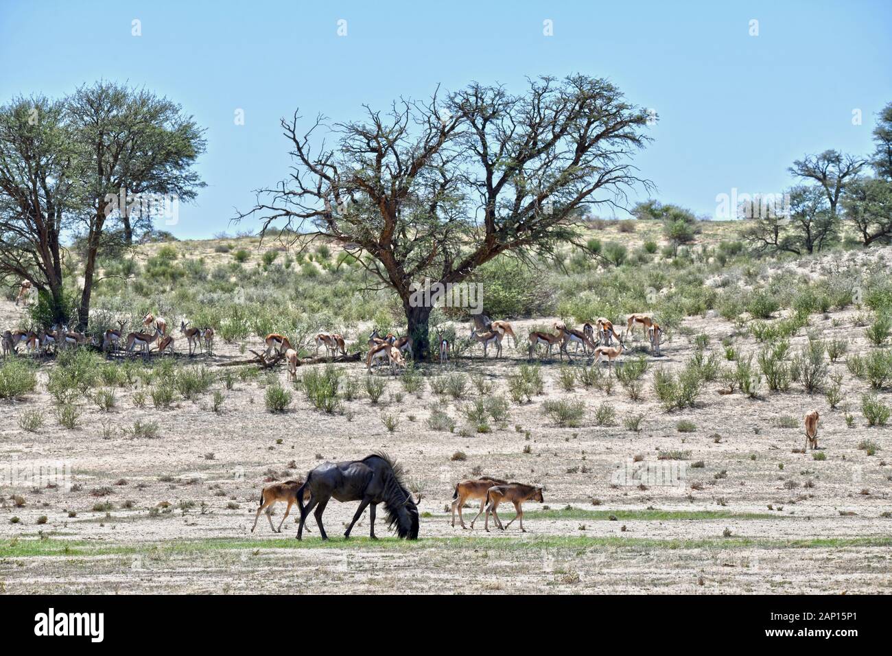 Le pâturage le gnou (Connochaetes taurinus) avec des veaux du troupeau dans le Parc National de Kgalagadi, prise le 25 février 2019. Le Kgalagadi Transfrontier National Park a été créé en 1999 par fusion de l'Afrique du Sud, Kalahari-Gemsbok National Park et le parc national de Gemsbok au Botswana et est une nature transfrontalière ou réserver dans le désert du Kalahari, avec une surface d'environ 38 000 kilomètres carrés. Le parc est surtout connu pour ses lions, qui peuvent souvent être trouvés là, mais aussi pour de nombreux autres animaux sauvages qui vivent ici. Photo : Matthias Toedt / dpa-Zentralbild / ZB / Banque D'Images