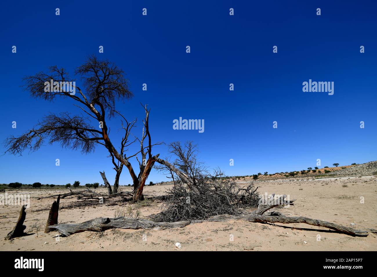 Les arbres desséchés dans une plaine sèche dans le Parc National de Kgalagadi, prise le 25 février 2019. Le Kgalagadi Transfrontier National Park a été créé en 1999 par fusion de l'Afrique du Sud, Kalahari-Gemsbok National Park et le parc national de Gemsbok au Botswana et est une nature transfrontalière ou réserver dans le désert du Kalahari, avec une surface d'environ 38 000 kilomètres carrés. Le parc est surtout connu pour ses lions, qui peuvent souvent être trouvés là, mais aussi pour de nombreux autres animaux sauvages qui vivent ici. Photo : Matthias Toedt / dpa-Zentralbild / ZB / Photo Alliance | utilisée dans le monde entier Banque D'Images