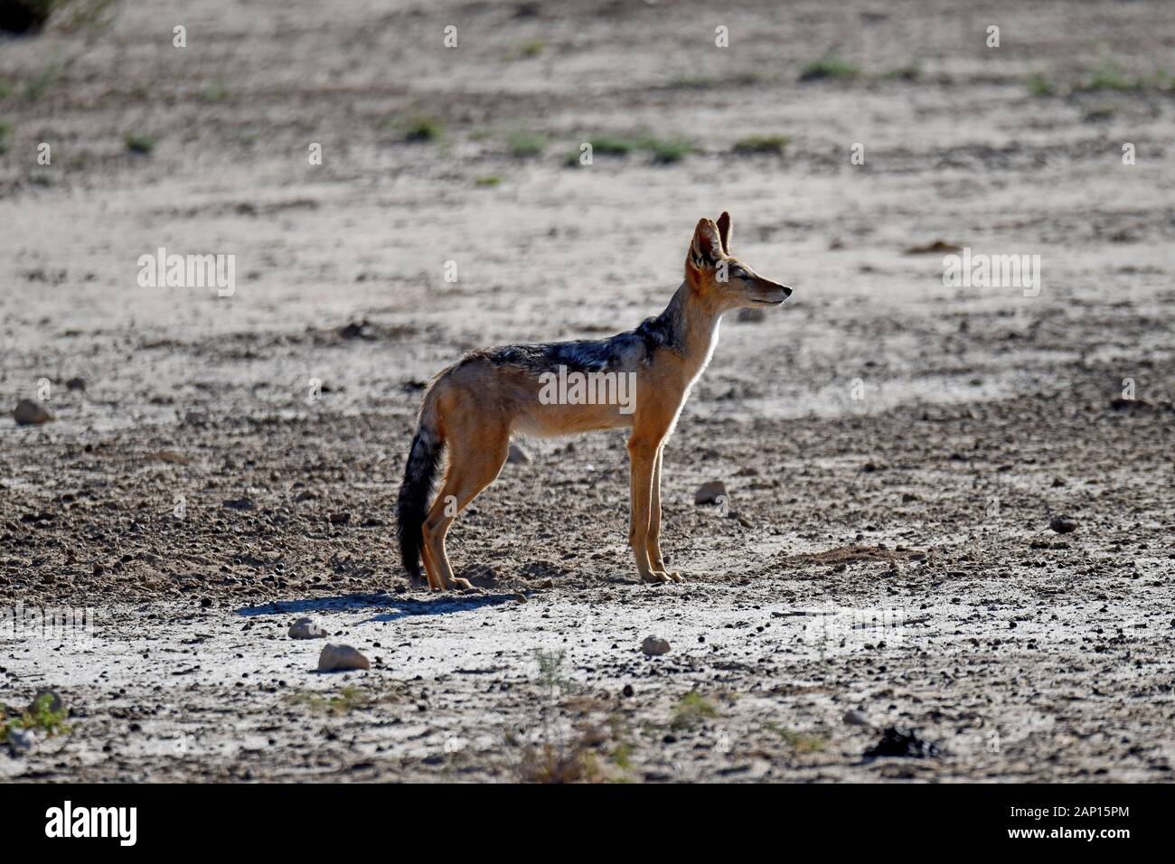 Un chacal (Canis mesomelas) dans le Parc National de Kgalagadi, prise le 25 février 2019. Le Kgalagadi Transfrontier National Park a été créé en 1999 par fusion de l'Afrique du Sud, Kalahari-Gemsbok National Park et le parc national de Gemsbok au Botswana et est une nature transfrontalière ou réserver dans le désert du Kalahari, avec une surface d'environ 38 000 kilomètres carrés. Le parc est surtout connu pour ses lions, qui peuvent souvent être trouvés là, mais aussi pour de nombreux autres animaux sauvages qui vivent ici. Photo : Matthias Toedt / dpa-Zentralbild / ZB / Photo Alliance | utilisée dans le monde entier Banque D'Images