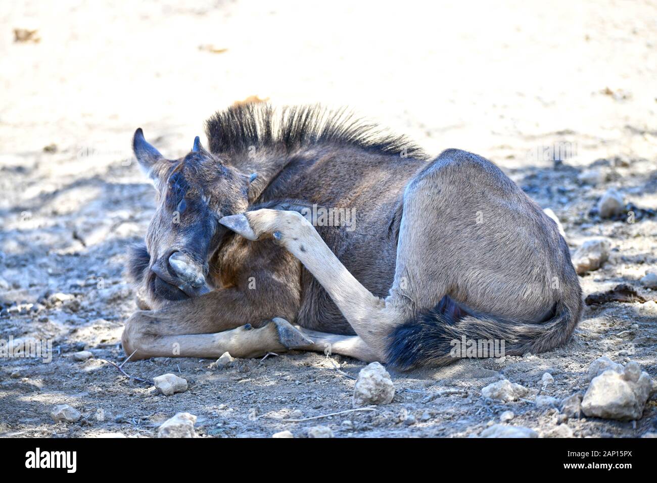 Gnukalb (Connochaetes taurinus) fais dans la journée la chaleur sur le terrain dans le Parc National de Kgalagadi et gratte la tête avec sa patte arrière, prise le 25 février 2019. Le Kgalagadi Transfrontier National Park a été créé en 1999 par fusion de l'Afrique du Sud, Kalahari-Gemsbok National Park et le parc national de Gemsbok au Botswana et est une nature transfrontalière ou réserver dans le désert du Kalahari, avec une surface d'environ 38 000 kilomètres carrés. Le parc est surtout connu pour ses lions, qui peuvent souvent être trouvés là, mais aussi pour de nombreux autres animaux sauvages qui vivent ici. Pho Banque D'Images