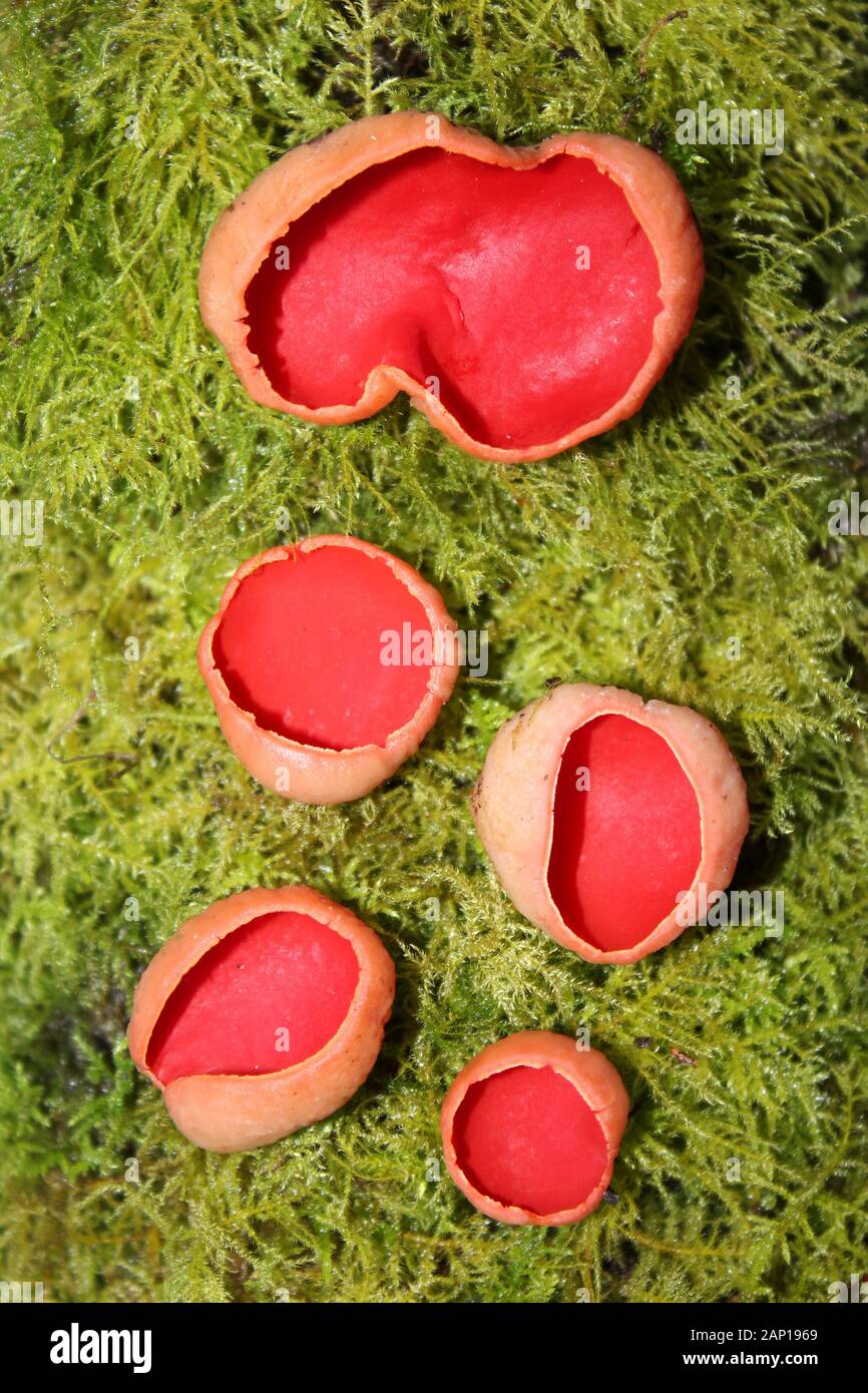 Sarcoscypha coccinea Scarlet Elf Tasses à Wigan clignote la réserve naturelle locale, UK Banque D'Images