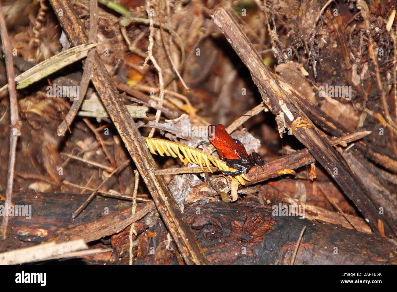 Flèche rouge poison frog au Costa Rica Banque D'Images