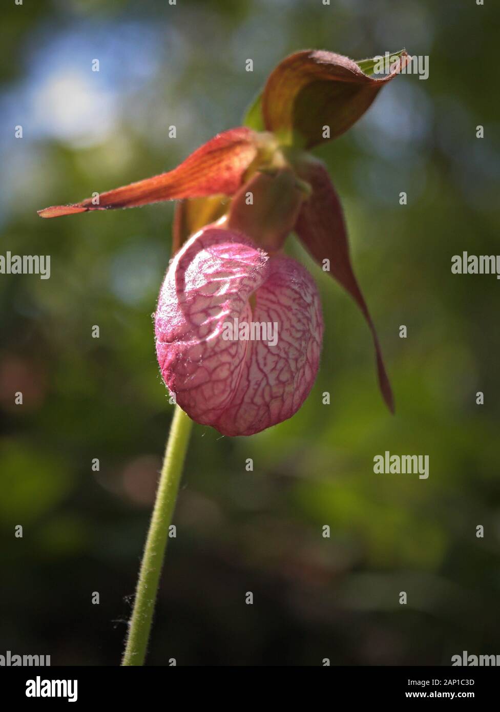 Rose Lady's Slipper fleur vue de bas angle gros plan Banque D'Images