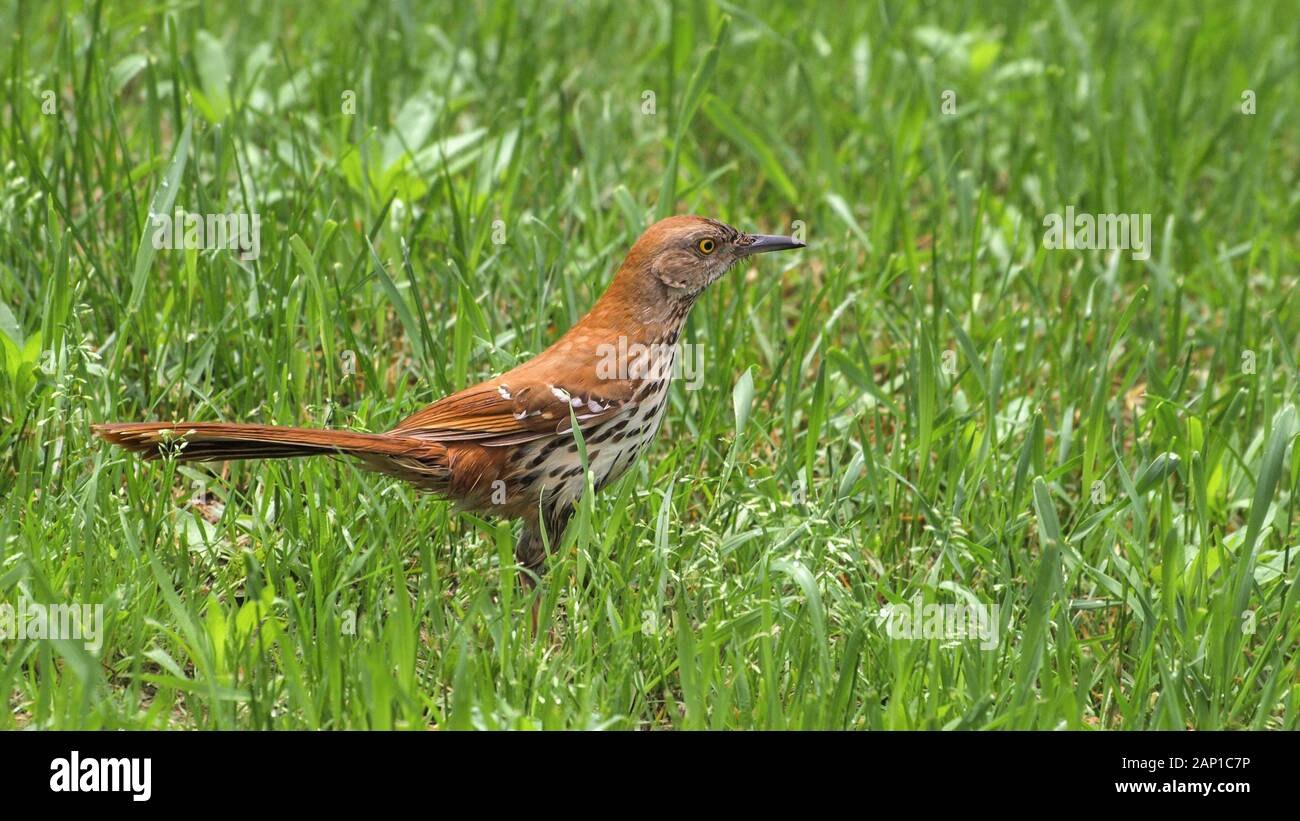 Portrait de l'oiseau moqueur roux Brown walking in Green grass Banque D'Images