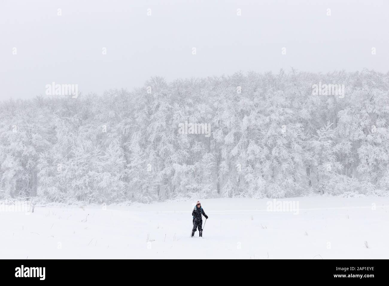 Une dame de skis de fond à travers un champ, pendant une tempête en jolie rivière Vally Parc provincial, les Blue Mountains, Ontario, Canada. Banque D'Images