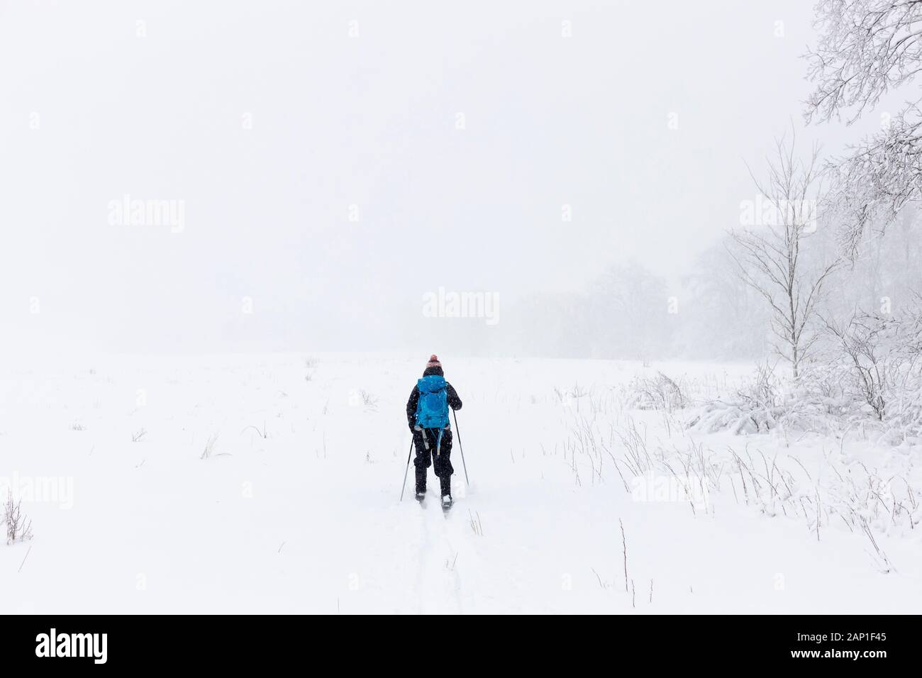 Une dame de skis de fond à travers un champ, pendant une tempête en jolie rivière Vally Parc provincial, les Blue Mountains, Ontario, Canada. Banque D'Images