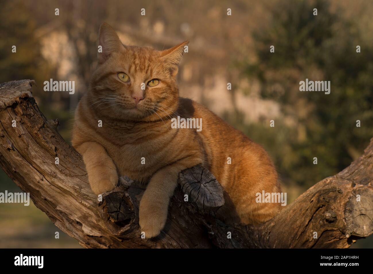 Ginger tabby chat dans un arbre Banque D'Images