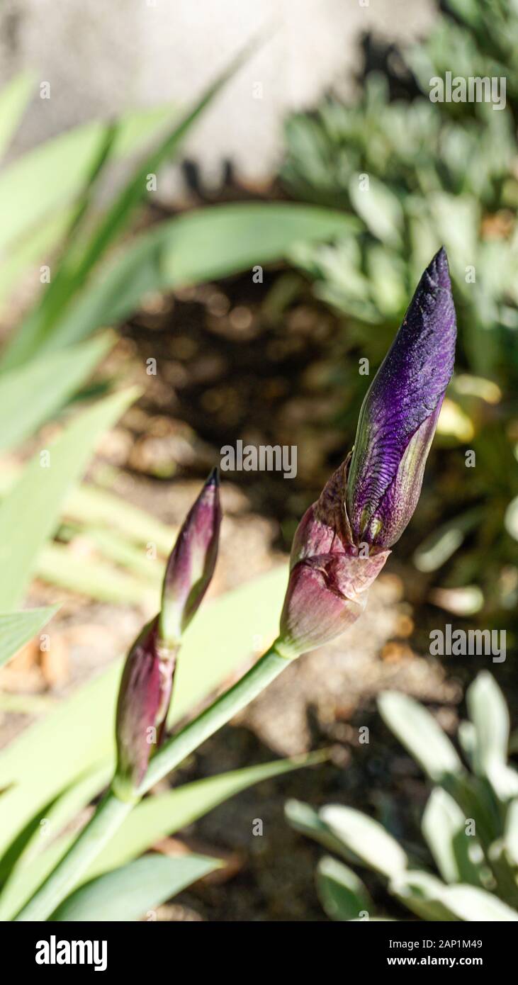 Iris fleur pourpre bourgeons closeup Banque D'Images