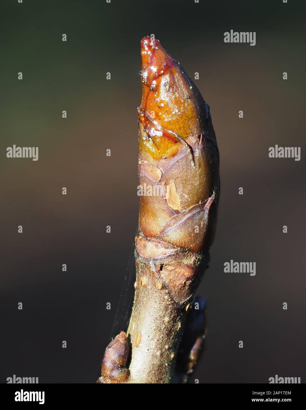 Bud collante d'un arbre Marronnier (Aesculus hippocastanum). Tipperary, Irlande Banque D'Images