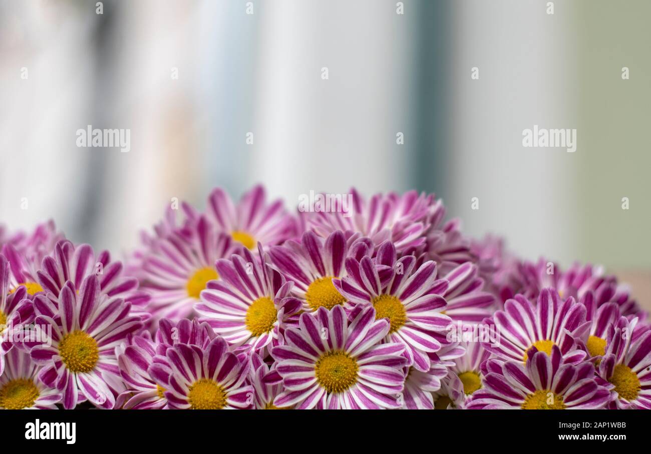De nombreuses fleurs de chrysanthème en arrière-plan de jardin. Espace de copie. Chrysanthème, bouquet de chrysanthèmes roses et blancs, décoration florale d'automne. Banque D'Images