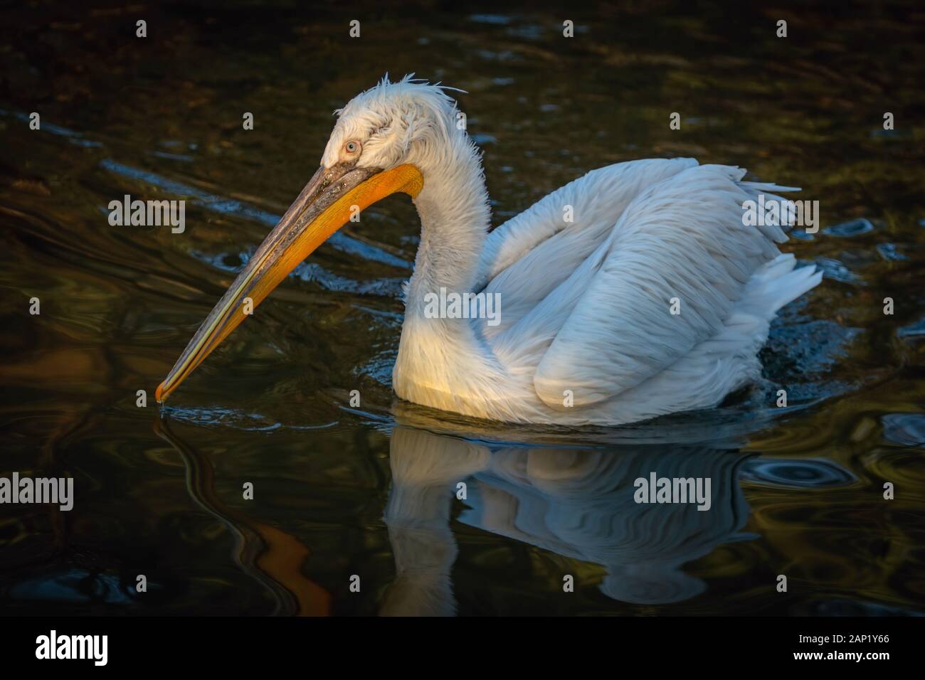 Pélican frisé, un énorme oiseau à long bec gris-orange et plumes blanches nage dans l'étang avec l'eau sombre le long d'une soirée d'hiver. Banque D'Images