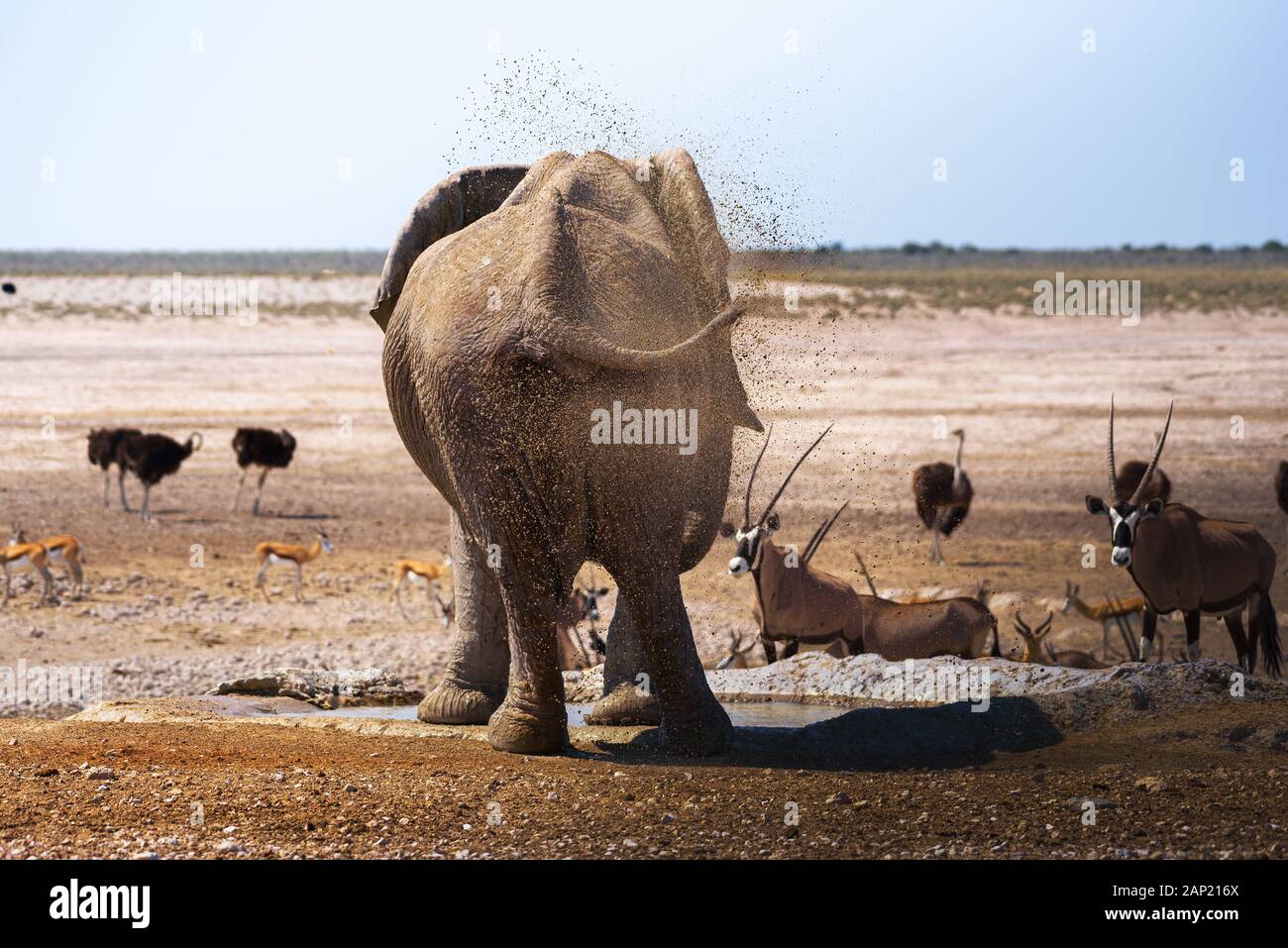 La boue éclaboussant l'éléphant avec sa trompe dans le Parc National de Chobe, au Botswana Banque D'Images