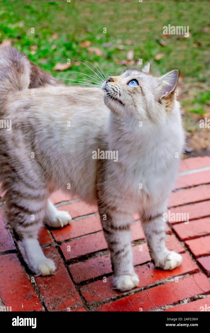 Un poil long silver tabby cat se dresse sur une étape de la brique, à la recherche, 13 janvier 2020, dans l'Alabama, Coden. Banque D'Images