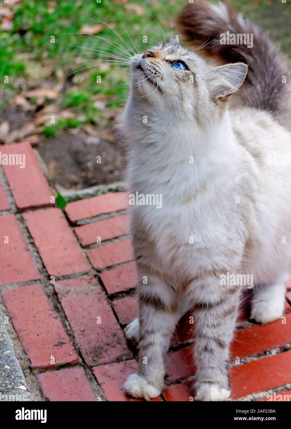 Un poil long silver tabby cat est assis sur une brique l'étape, à la recherche, le 13 janvier, 2020, dans Coden, Alabama. Banque D'Images