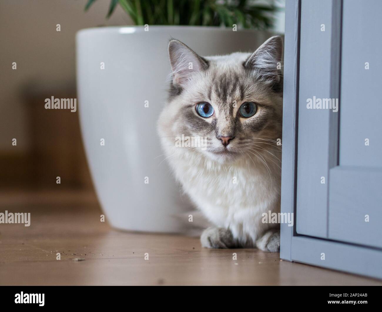 Chat vie quotidienne, Ragdoll Banque D'Images