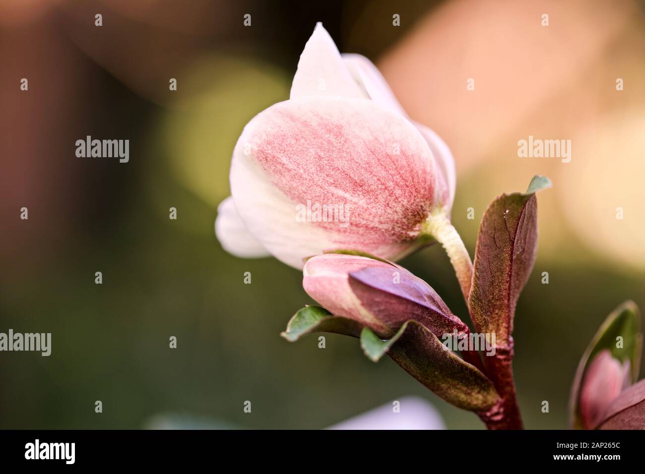 Helleborus 'Cannelle Neige' Banque D'Images
