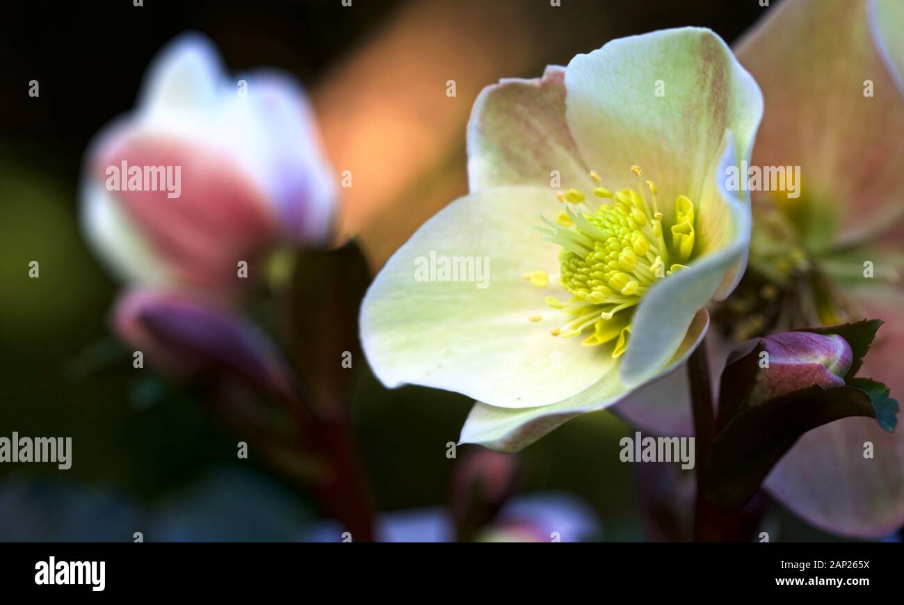 Helleborus 'Cannelle Neige' Banque D'Images