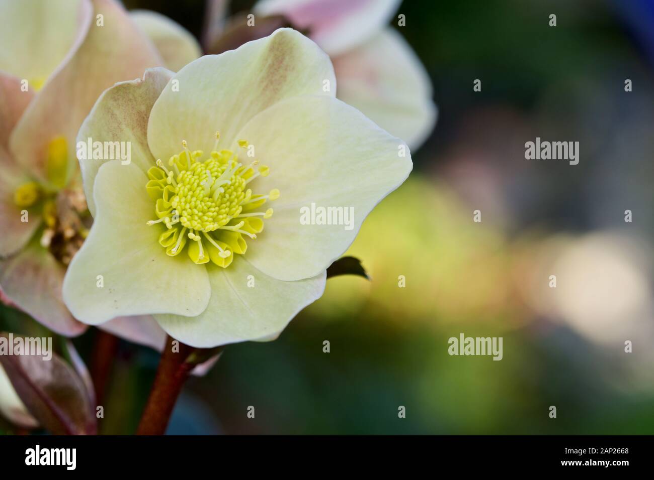 Helleborus 'Cannelle Neige' Banque D'Images