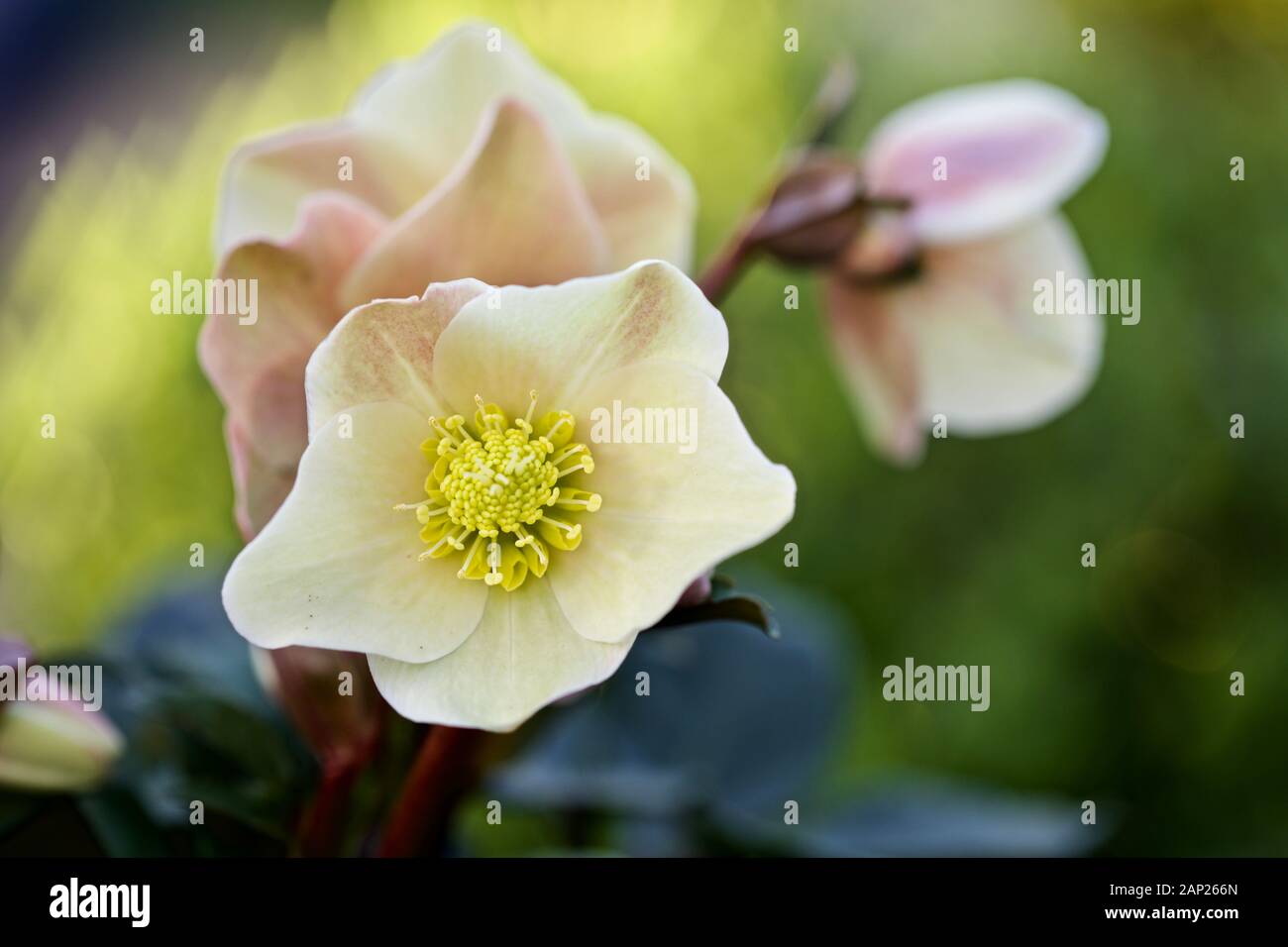 Helleborus 'Cannelle Neige' Banque D'Images