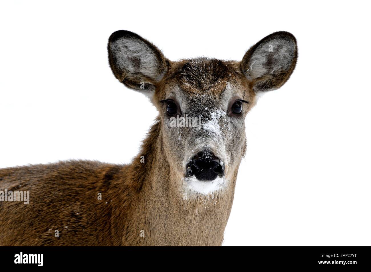 Un close up image d'un "cerf de Virginie Odocoileus virginianus', regardant la caméra sur un fond blanc de neige dans des régions rurales de l'Alberta, Canada. Banque D'Images