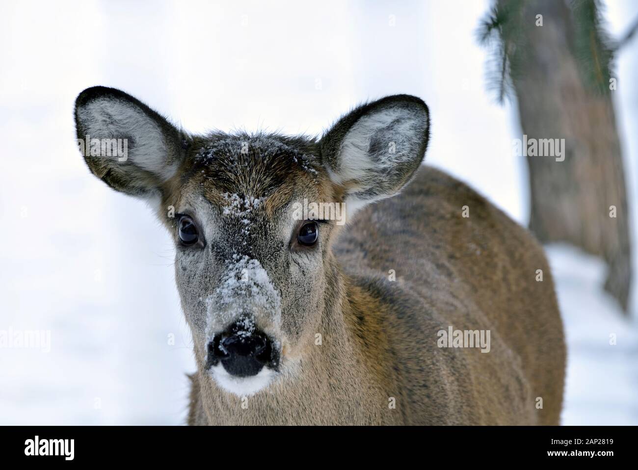 Un close up image d'un "cerf de Virginie Odocoileus virginianus', regardant la caméra sur un jour de neige dans des régions rurales de l'Alberta, Canada. Banque D'Images