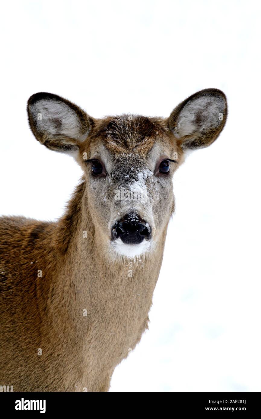 Un close up image d'un "cerf de Virginie Odocoileus virginianus', regardant la caméra sur un fond blanc de neige dans des régions rurales de l'Alberta, Canada. Banque D'Images