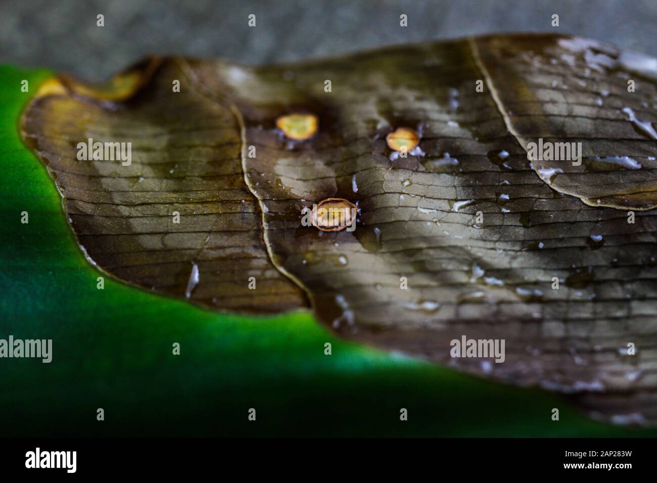 Macro close up of green isolés partiellement fanés yucca palmier feuilles avec des taches brunes Banque D'Images