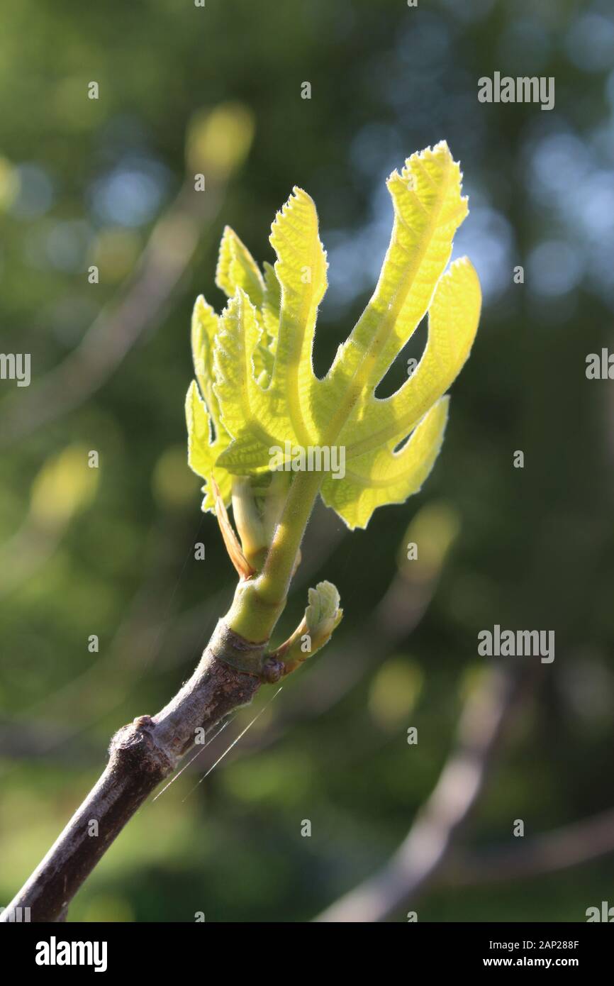 La nouvelle croissance ressort délicat d'un figuier (Ficus carica), rétroéclairé en étroite jusqu'à l'extérieur. Banque D'Images