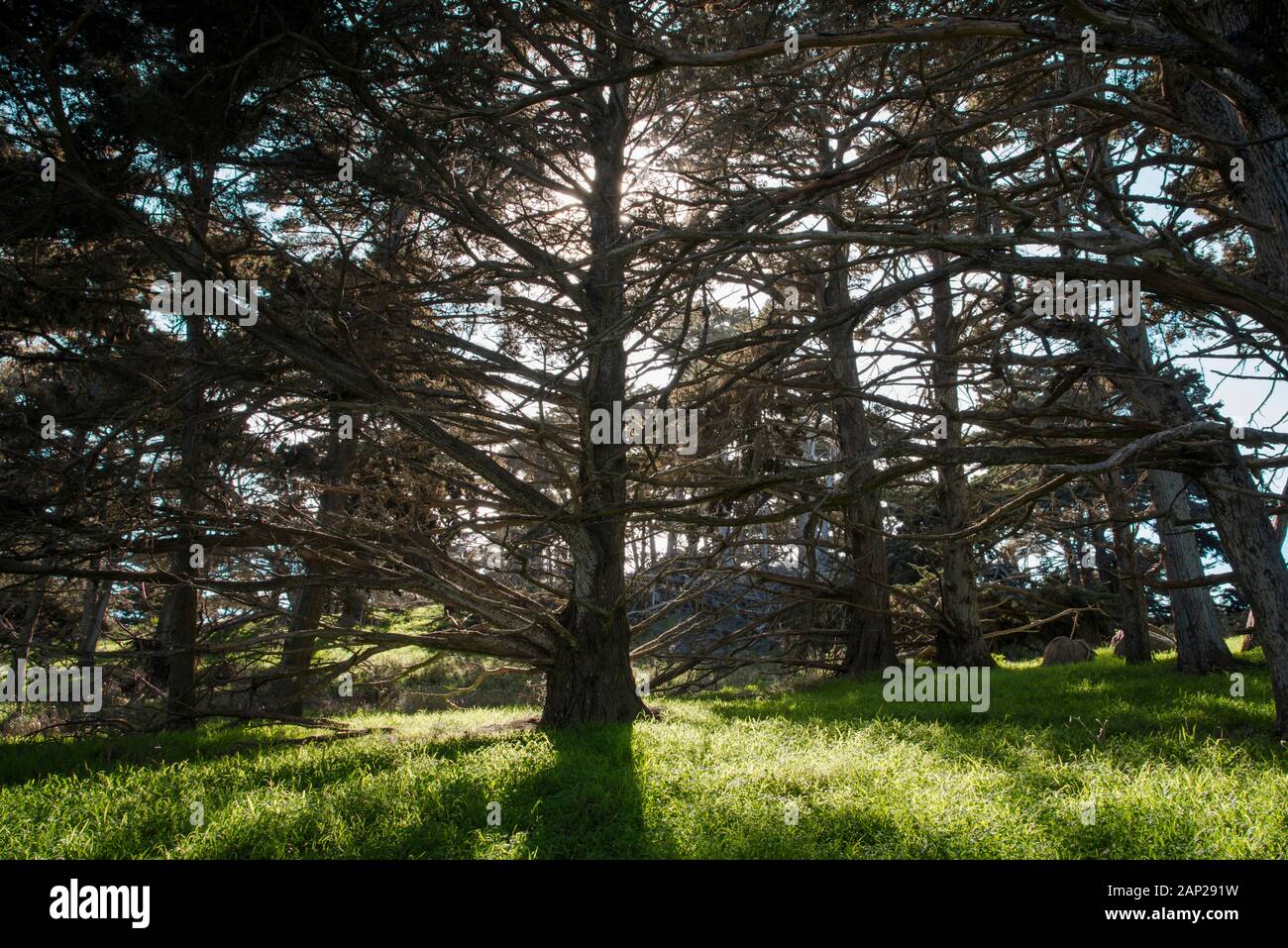 Point Lobos State Parc Naturel, Californie Banque D'Images