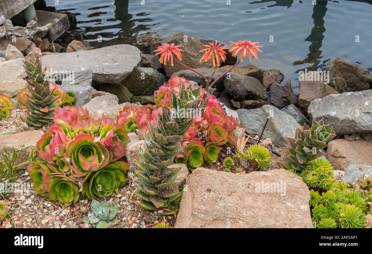 Des plantes succulentes colorées poussent dans un jardin de roches le long du bord de mer de Morro Bay, Californie Banque D'Images